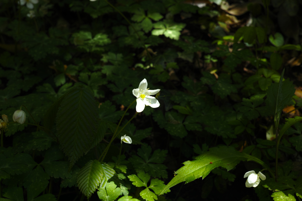 筑波山（soft windflower）