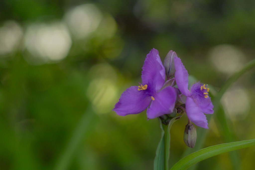 Tradescantia
