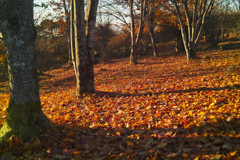 hapougahara3 in tochigi pref.