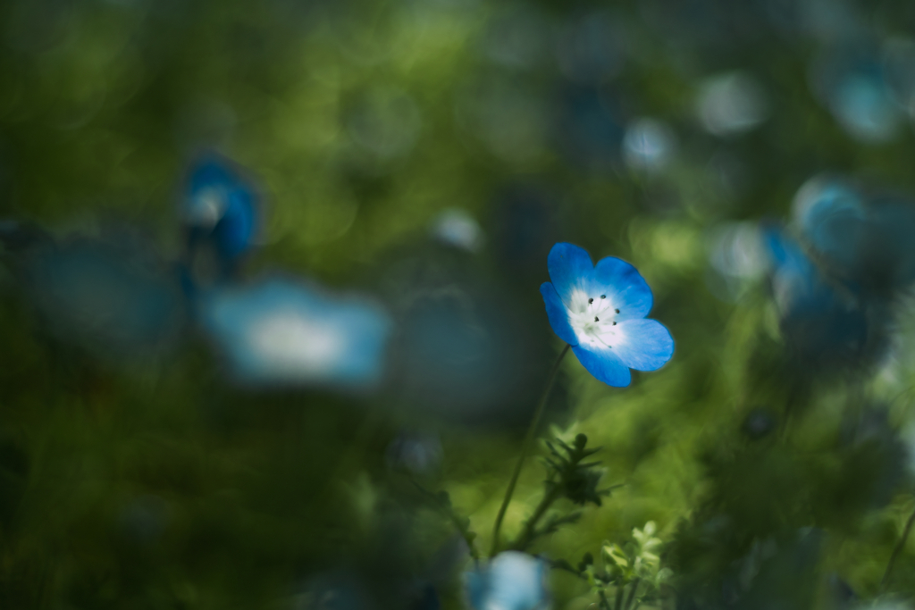 nemophila
