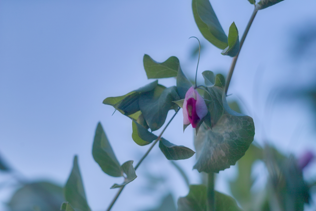 flower not know name