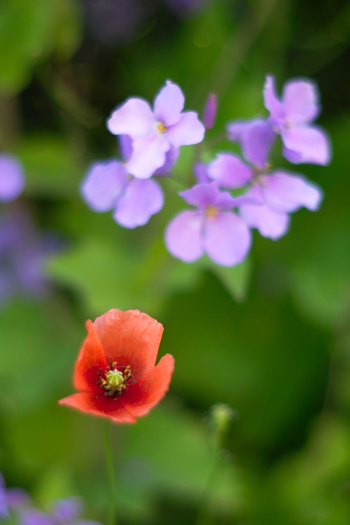 ムラサキハナナ & ナガミヒナゲシ