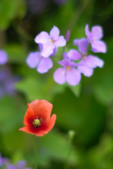 ムラサキハナナ & ナガミヒナゲシ