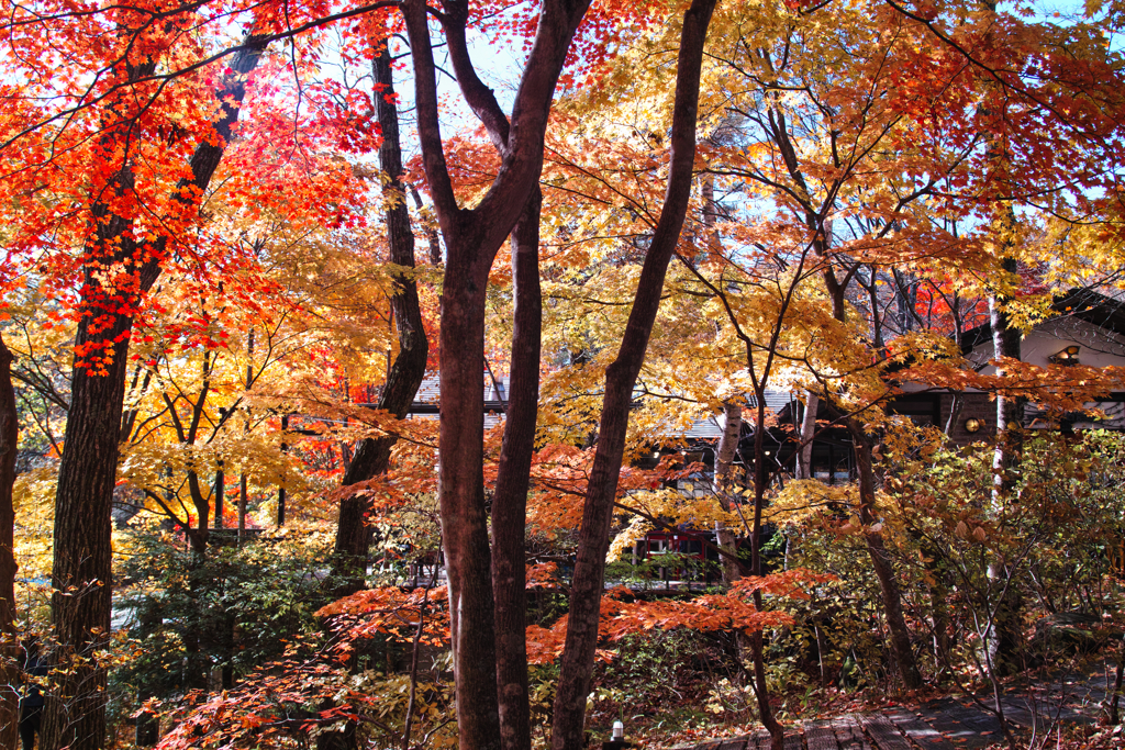 Yatsugadake club at 12:45 Nov,3 2025