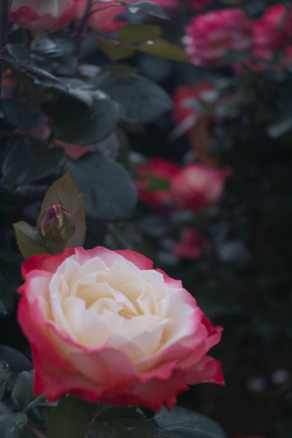 white & red rose