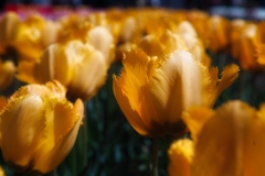 tulip festa at 10:33 Apr,14 2025 in saur