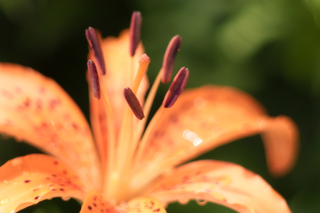 tiger lily
