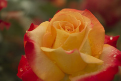 yellow & red rose