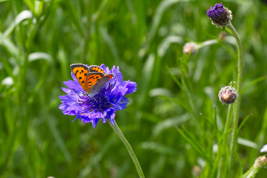 ひたちなか海浜公園
