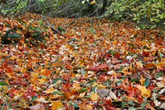 mt.cyausu at 9:48-2 Oct,20 2024