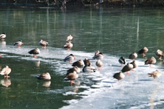 mt.nyukasayama at 9:33 Feb,23 2025