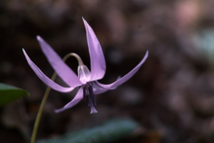 erythronlum japonlcum at mt taukuba