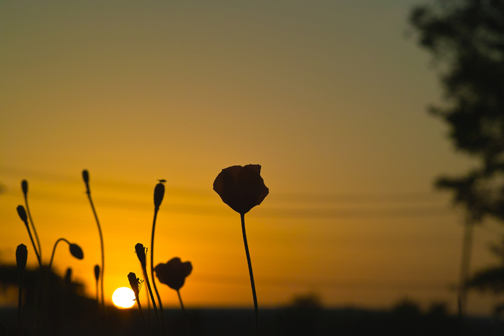 papaver dubium