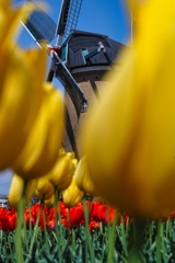 tulip festa at 10:48 Apr,14 2025 in saku