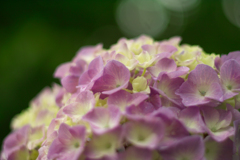 pink hydrangea