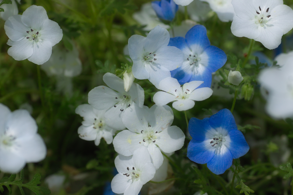 ひたちなか海浜公園