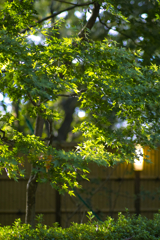 nasu_no_mori_village at 7:07 Oct,21 2024