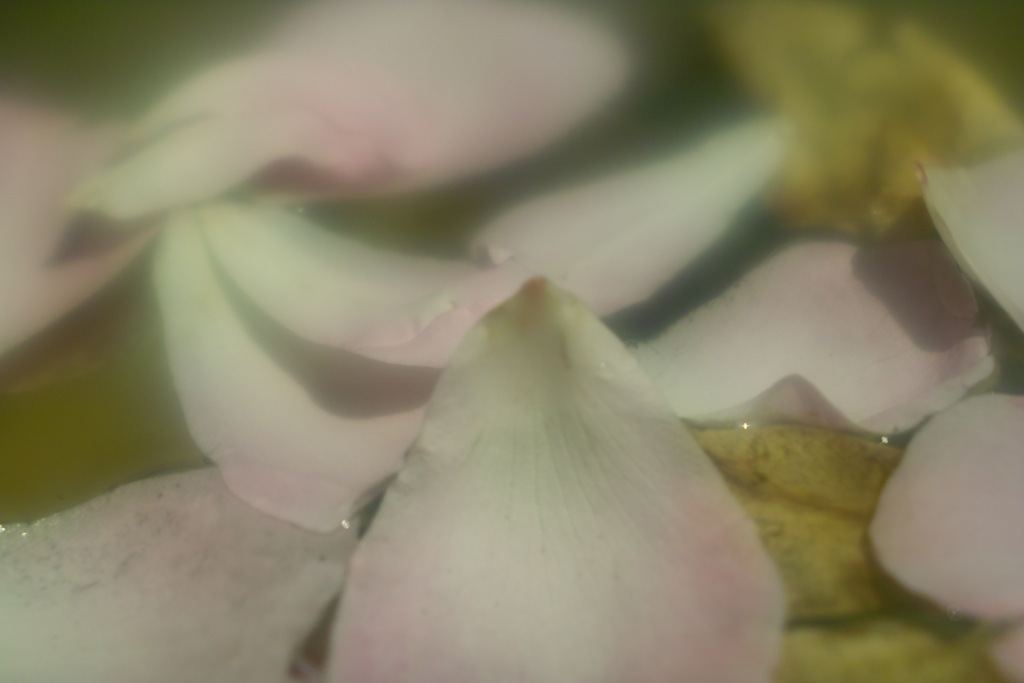 petales on the warter