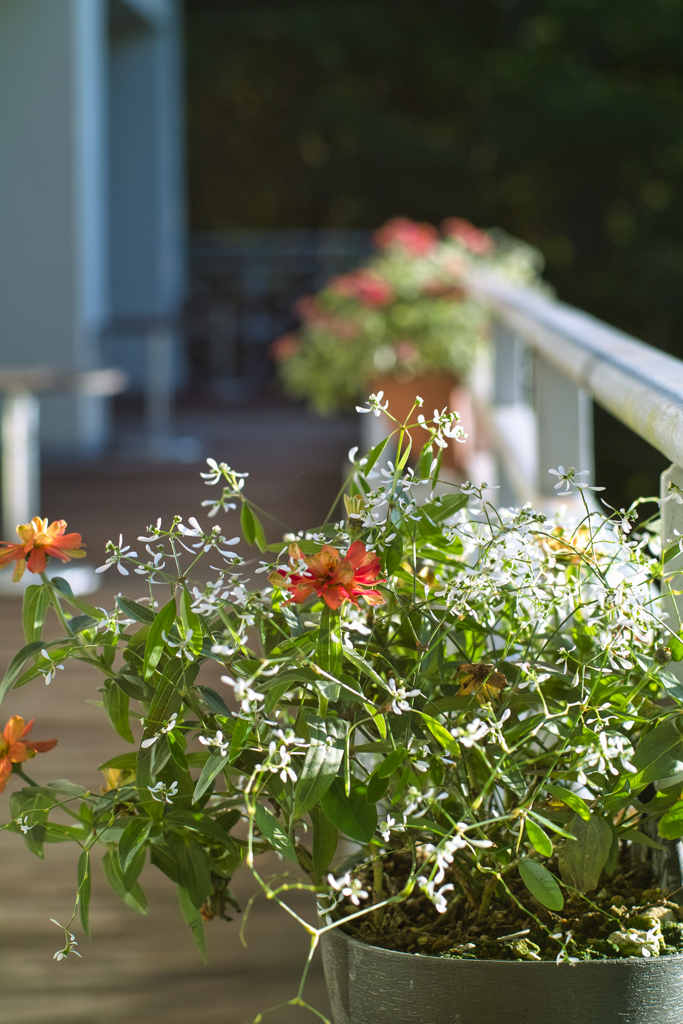 nasu_no_mori_village at 6:44 Oct,21 2024