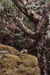 yellow-throated bunting at 14:38 Feb,28 