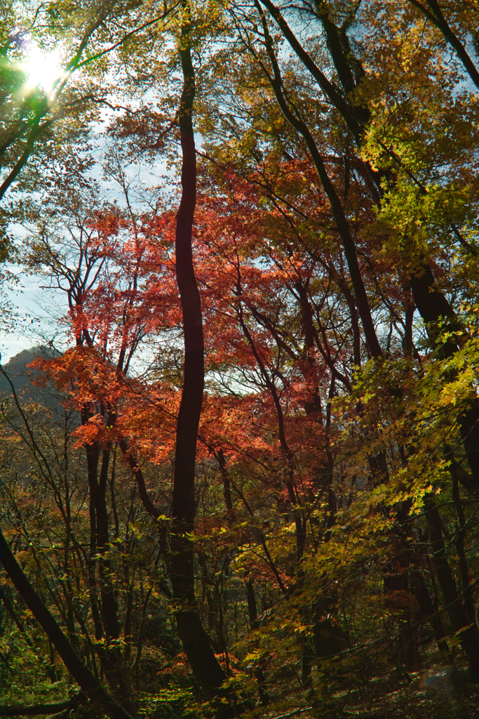 autum leaves behind Mt.Tsukiore