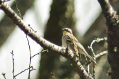 yellow-throated bunting at 14:39 Feb,28 