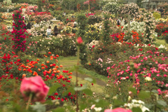 rose garden