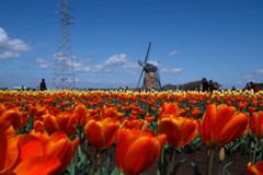 tulip festa at 10:25 Apr,14 2025 in  sak