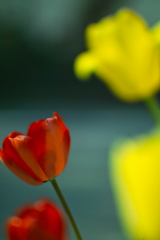 Tulip at Apr,8 2025 01