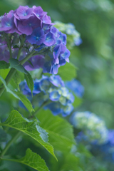 hydrangea yashinon 5cm f2