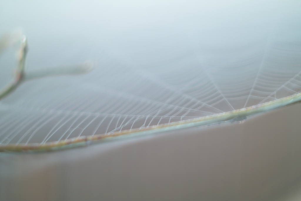spiderweb