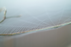 spiderweb