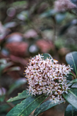 mt.tsukuba at 8:25 Apr,19 2025