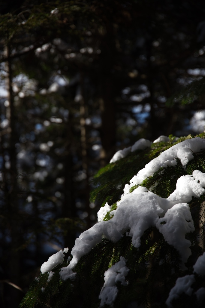 shirakoma lake at 10:14 Dec,20 2024