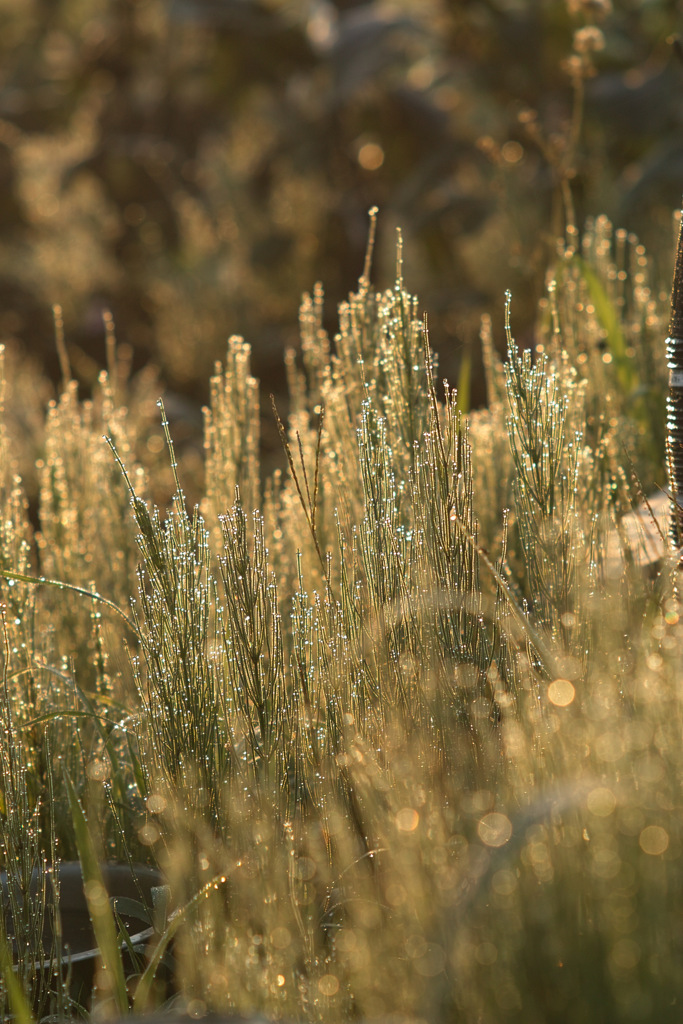 weed with bokeh at ear morning