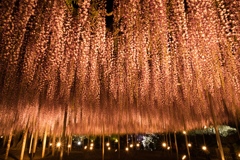 あしかがフラワーパーク