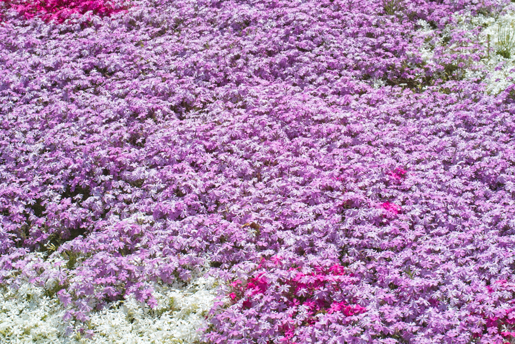 moss phiox in sousa city 06