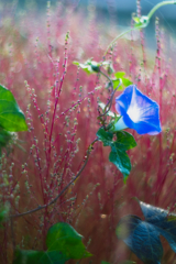 kochia at 6:39 30,Sep 2022