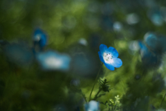 nemophila