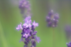 lavender land at sakura city