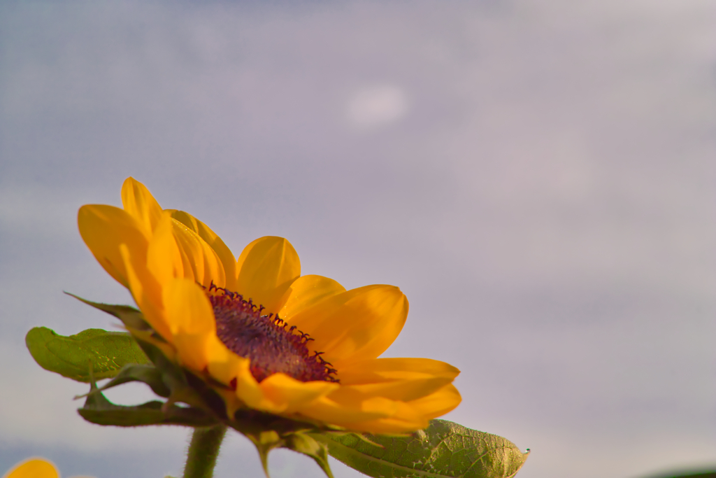 sun flower at 5:15 18,Jul 2022(pentacon 