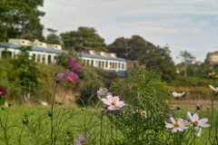 cosmos & kimigahama station