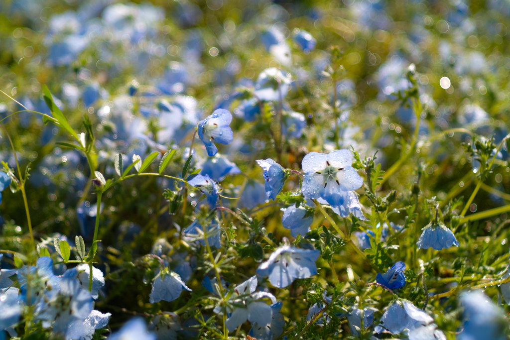 ひたちなか海浜公園