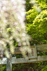 wisteria in sousa city 12