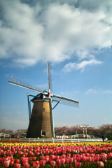 wind mill on tulip festival