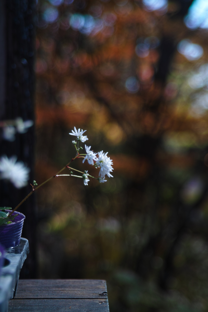 Yatsugadake club at 12:41 Nov,3 2025