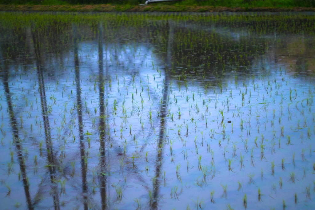rainy paddy field
