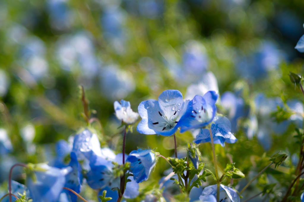 ひたちなか海浜公園