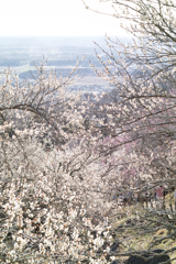 “baien” at 14.58 Feb,28 2026 in mt.tsuku