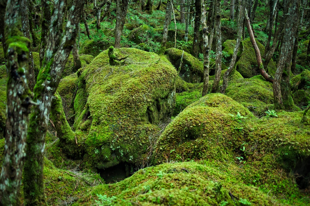 on the way to takamiishi hutte